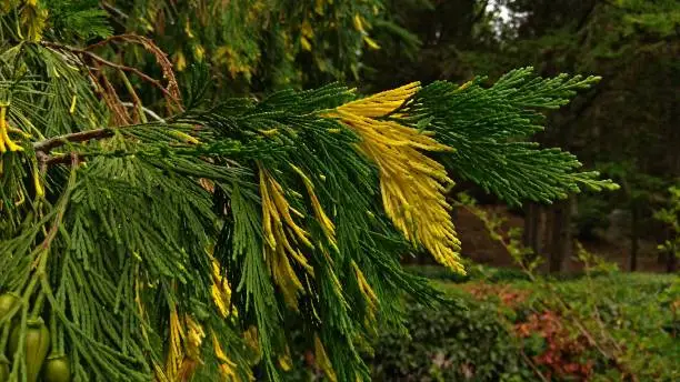 Incense cedar branches similar to cypress.
Calocedrus Decurrens "Aureovariegata" is a beautiful variety of cedar, with needlelike, scale-like, rich green leaves, decorated with bold yellow variegation.
Leaves basic colour is dark green and some leaves are entirely rich yellow.