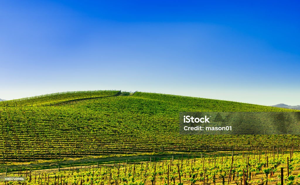 Windows Xp Bliss In 2018 Stock Photo - Download Image Now - Napa Valley,  California, Happiness - iStock