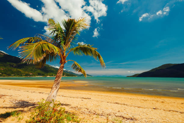 istock Tropical beach with coconut palm and sea 1085724064
