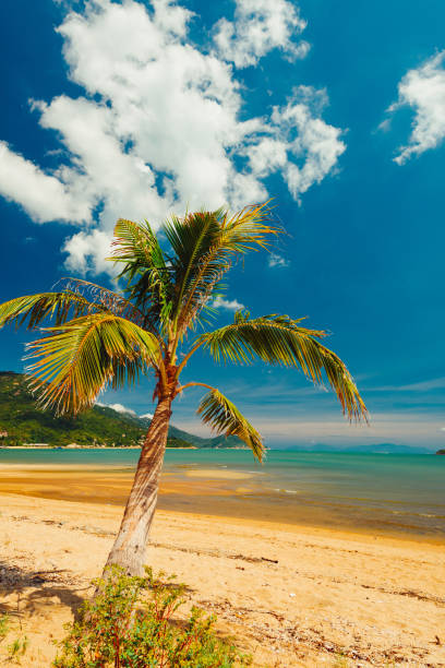 Tropical beach with coconut palm and sea stock photo
