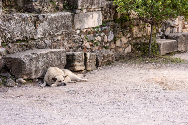 istock Stray dog at the Acropolis in Athens, Greece 1085730014