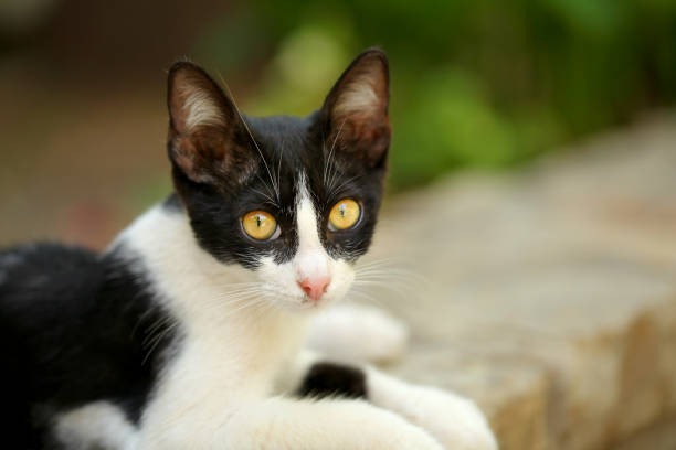 istock Small black and white stray cat with mesmerizing yellow eyes, laying on pavement curb, looking into camera. 1085730050