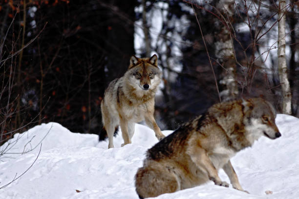 istock Two wolves (canis lupus)  in winter, wolfs running in snow, attractive winter scene with wolves , beautiful winter landscape with wolves, predators fighting, nature scene from ZOO 1085734348