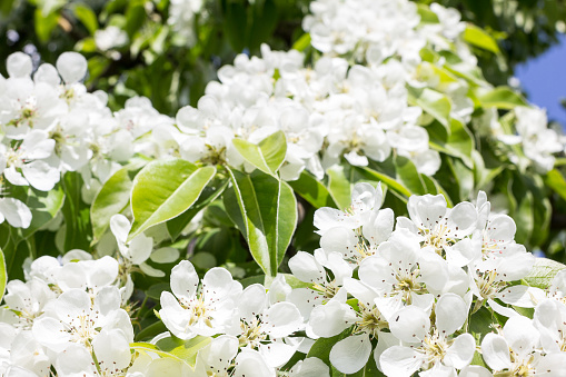 White pear blossoms. Close up.