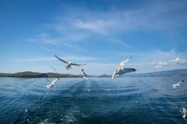 Seagulls flying after the boat in the lake Baikal. Siberia, Russia.