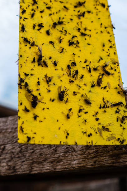 istock Insect trap Yellow trap 1085750824