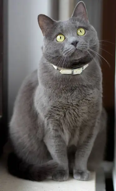 Photo of Portrait of Gray domestic Cat