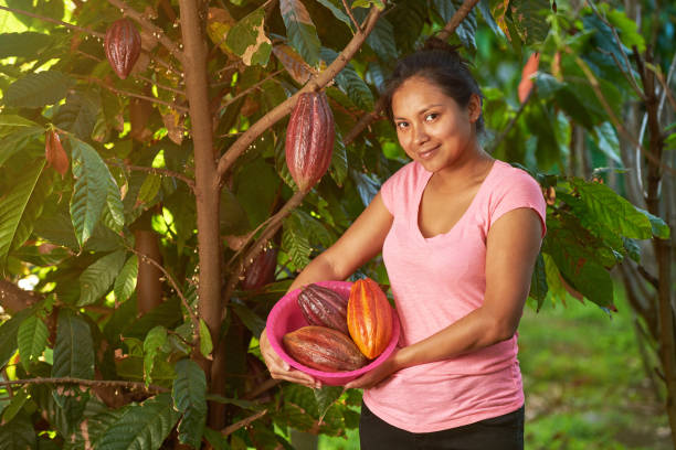 Young woman with tray full of cacao beans Young woman with tray full of cacao beans on green tree sunny background theobroma stock pictures, royalty-free photos & images