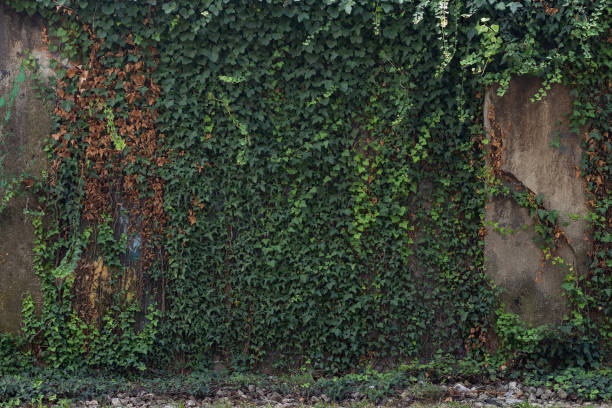 istock Old building wall overgrown with lush green ivy 1085751790