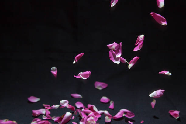 istock petal of rose in falling 1085760312
