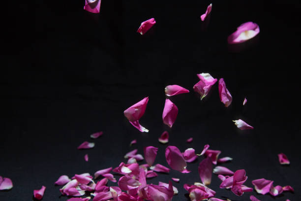 petal of rose in falling