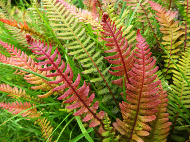 Macro shot of colourful ferns New Zealand fern silver new zealand plant stock pictures, royalty-free photos & images