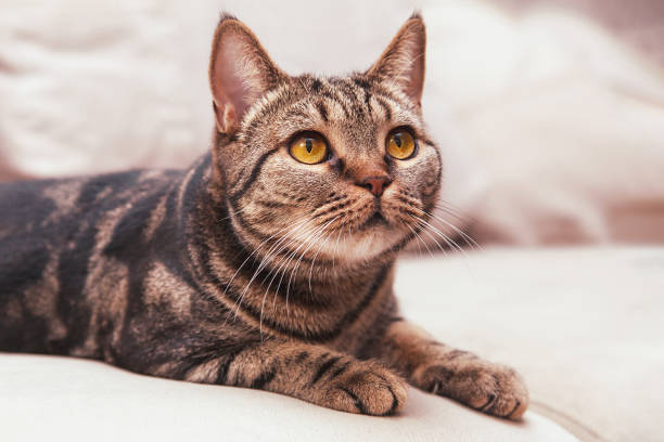 istock British Short hair cat with bright yellow eyes sitting on the blurred sofa. 1085768034