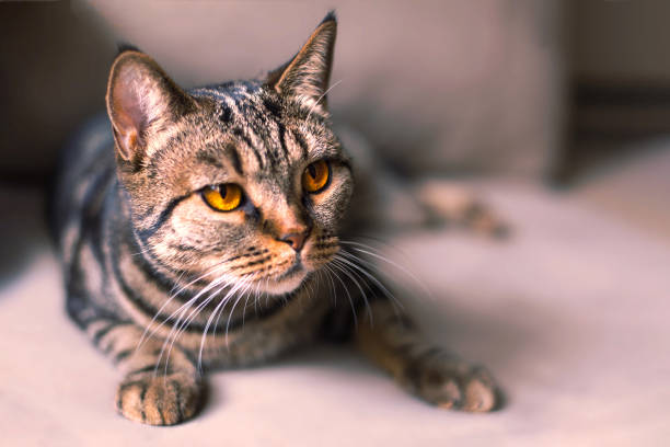 istock British Short hair cat with bright yellow eyes sitting on the blurred sofa. 1085770458