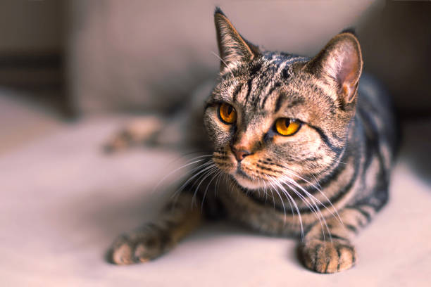 istock British Short hair cat with bright yellow eyes sitting on the blurred sofa 1085770650