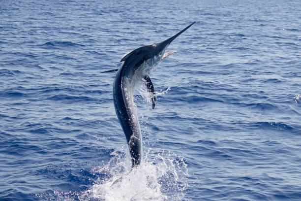 Black marlin jump dance A black marlin jumps across the surface cairns australia photos stock pictures, royalty-free photos & images