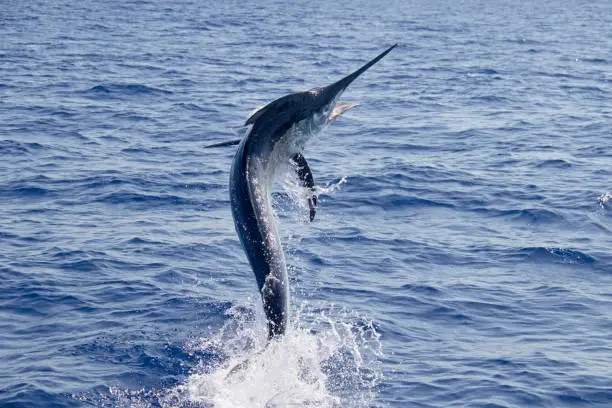 A black marlin jumps across the surface