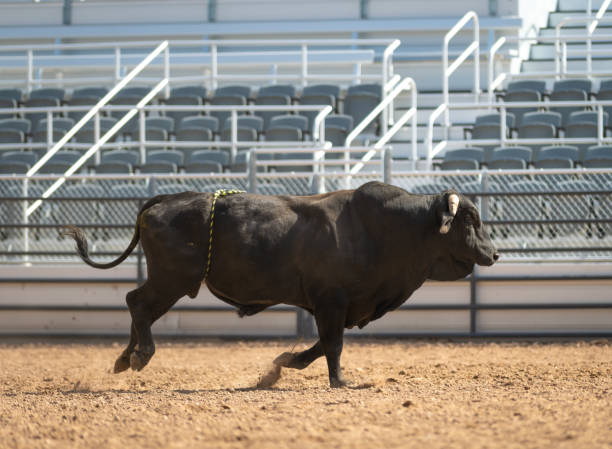 istock Cowboy Bull Riding in Rodeo Arena 1085774828