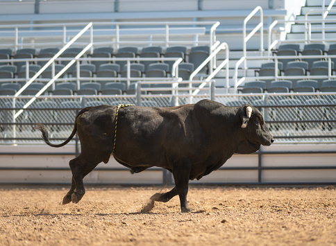 Cowboy Bull Riding in Rodeo Arena