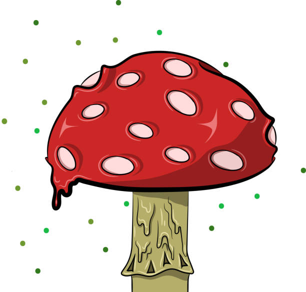 гриб, поганка - 독우산광대버섯 stock illustrations