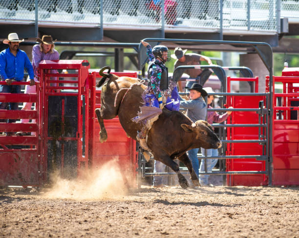 Cowboy Bull Riding in Rodeo Arena Cowboy Bull Riding in Rodeo Arena bull riding bull bullfighter cowboy hat stock pictures, royalty-free photos & images