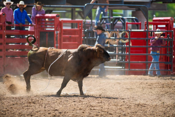 istock Cowboy Bull Riding in Rodeo Arena 1085774866