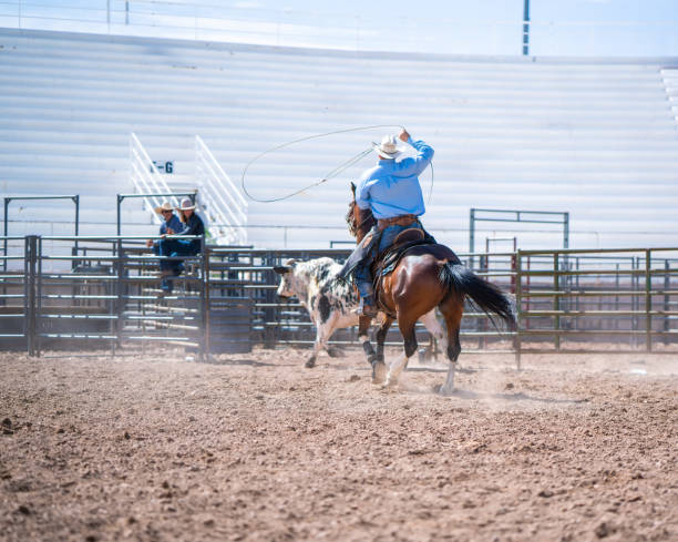 Clearing the bull from the rodeo arena Clearing the bull from the rodeo arena bull riding bull bullfighter cowboy hat stock pictures, royalty-free photos & images