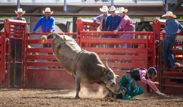 istock Cowboy Bull Riding in Rodeo Arena 1085777084