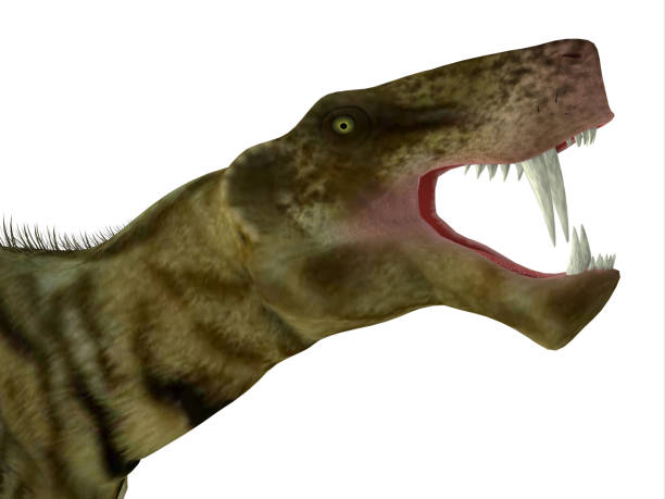 Desmatosuchus 恐竜の頭 - アメリカ合衆国のストックフォトや画像を