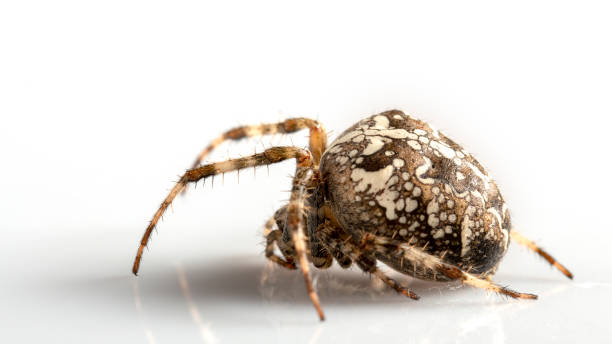 istock Araneidae Garden spider on the black background close up 1085781224