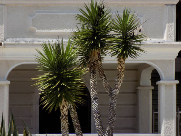 istock Large yucca in front of the white villa 1085784154