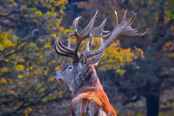 Red Deer Stag showing antlers during autumn