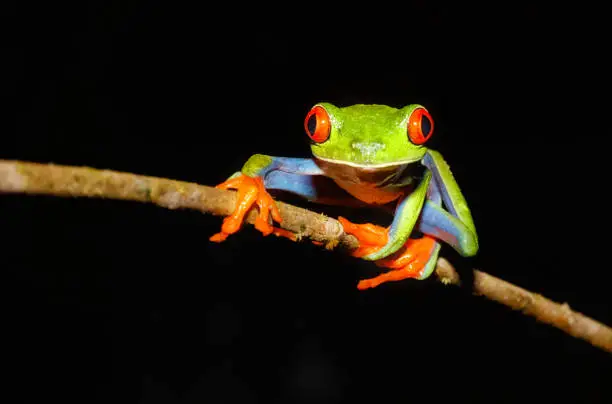 Photo of Red-Eyed Tree Frog at Night, Costa rica