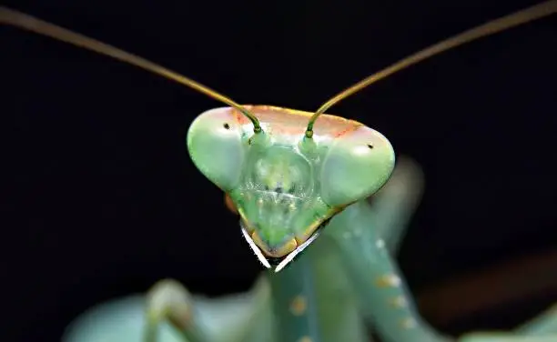 Praying mantis closeup of head and eyes