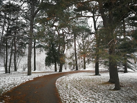Path through forest with snow dusting