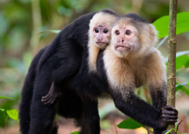 White-Faced Capuchin Monkeys, Mother and Baby in Tortuguero National Park, Costa Rica White-Faced Capuchin Monkey (Cebus capucinus), Mother and Baby, Tortuguero National Park, Costa Rica tortuguero national park stock pictures, royalty-free photos & images