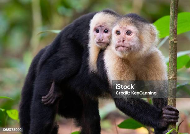 Whitefaced Capuchin Monkeys Mother And Baby In Tortuguero National Park Costa Rica Stock Photo - Download Image Now
