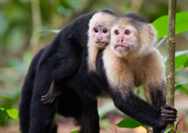 White-Faced Capuchin Monkey (Cebus capucinus), Mother and Baby, Tortuguero National Park, Costa Rica