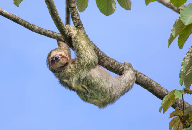 brown-throated three-toed sloth, costa rica - throated imagens e fotografias de stock