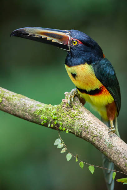 istock Collared Aracari Toucan, Costa Rica 1085787022