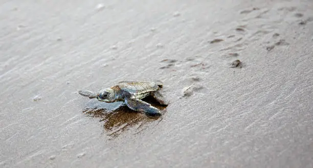Green Sea Turtle (Chelonia mydas), hatchling, Tortugeuro National Park, Costa rica
