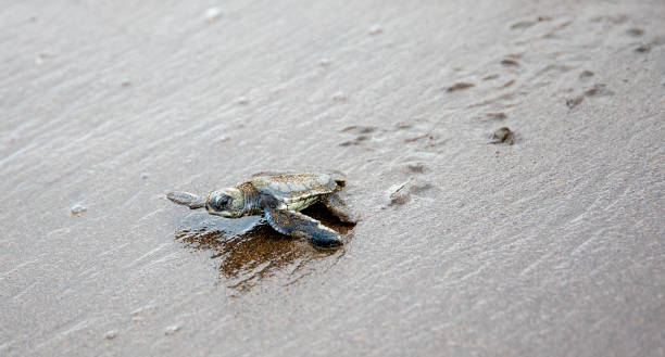 uma tartaruga verde bebê corre em frente à praia para conseguir a segurança do oceano - hatchling - fotografias e filmes do acervo