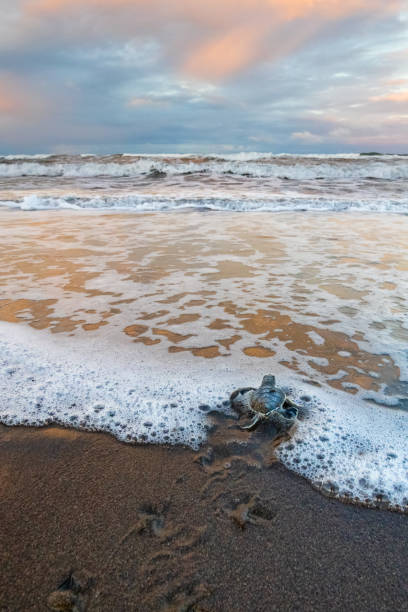 baby green sea turtle pędzący do morza - costa rican sunset zdjęcia i obrazy z banku zdjęć