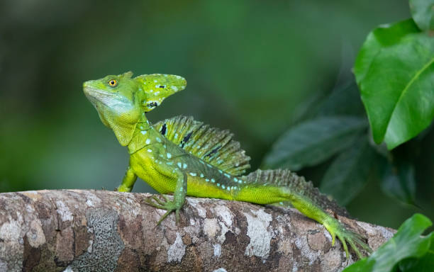 Plumed Basilisk Lizard Basking in the Costa Rica Rainforest Plumed Basilisk, Basiliscus plumifrons, Tortuguera National Park, Costa Rica limon province photos stock pictures, royalty-free photos & images