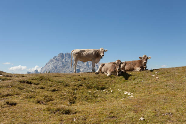 istock Some young cows resting over an alpine pasture in Dolomites 1085793200