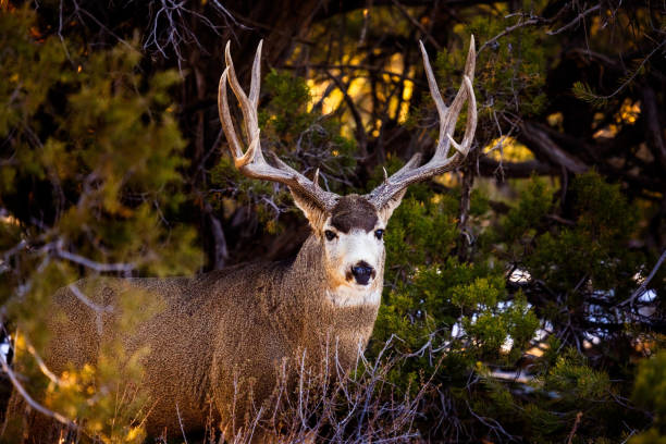 mule deer buck im wald - mule deer stock-fotos und bilder