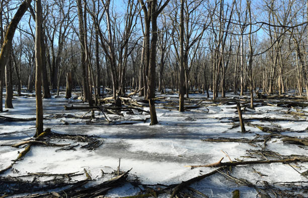 istock Frozen forest, Chicago, Illinois 1085811550