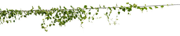 istock vine plant jungle, climbing isolated on white background. Clipping path 1085811584