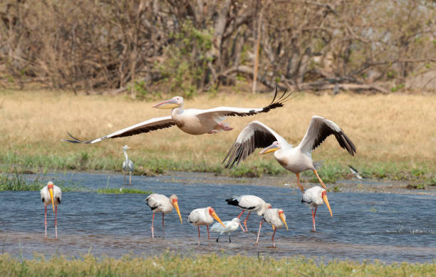istock pelicans and yellow billed storks on lagoon 1085815988