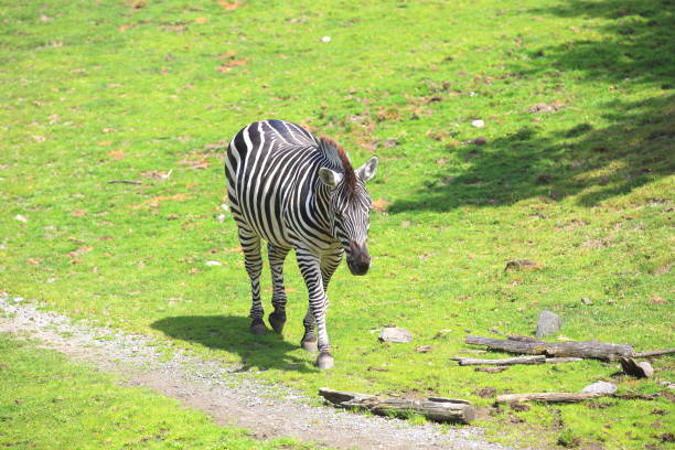 zebra - zebra walk stock-fotos und bilder